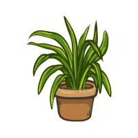 Dracaena