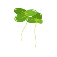 Duckweed