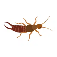 Earwig