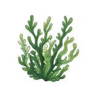 Eelgrass
