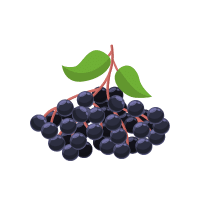 Elderberry