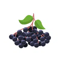 Elderberry
