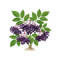 Elderberry