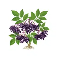 Elderberry