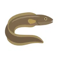Electric Eel