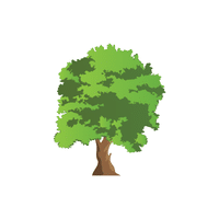 Elm