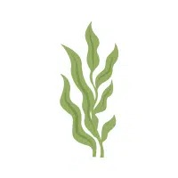 Elodea