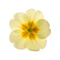 Evening Primrose