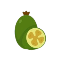 Feijoa