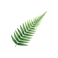 Fern | Ornamental Plants Names