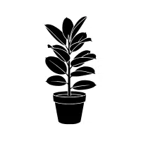 Ficus | Ornamental Plants Names