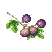 Fig