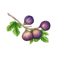 Fig