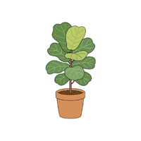 Fig