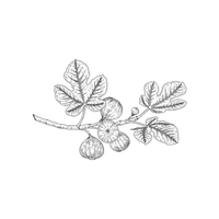 Fig | Climbing Plants Names