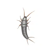 Firebrat