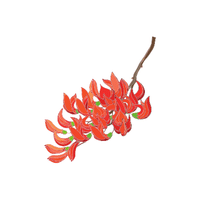 Flame | Climbing Plants Names