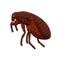 Flea | Nocturnal Insects Names