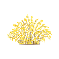 Forsythia