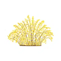 Forsythia