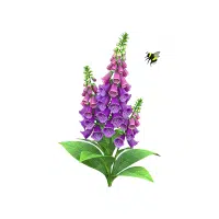 Foxglove