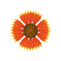 Gaillardia | Annual Flowers Names