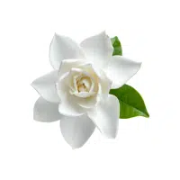 Gardenia | Ornamental Plants Names