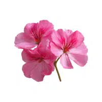 Geranium | Ornamental Plants Names