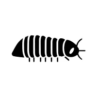 Glowworm | Nocturnal Insects Names