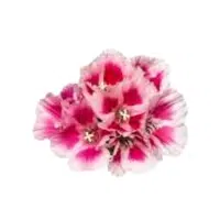 Godetia | Annual Flowers Names