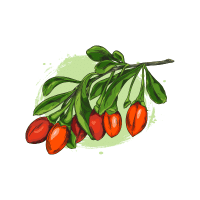 Goji Berry | Berry Fruits Names