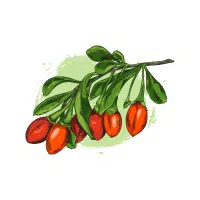 Goji Berry | Berry Fruits Names