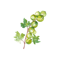 Gooseberry