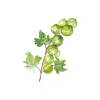 Gooseberry