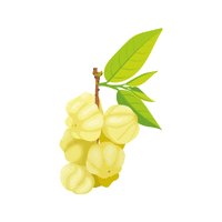 Gooseberry