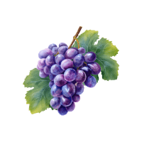 Grape