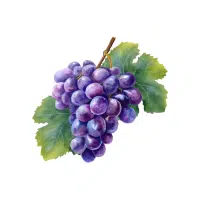 Grape