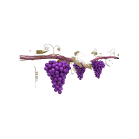 Grapevine
