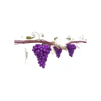 Grapevine