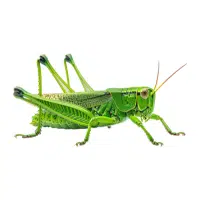 Grasshopper | Nocturnal Insects Names