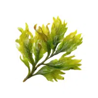 Green Algae