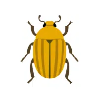 Ground Beetle | Nocturnal Insects Names