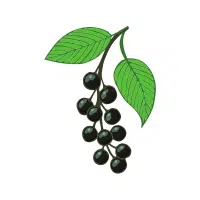 Hackberry | Wild Fruits Names