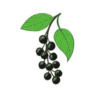 Hackberry