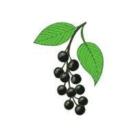 Hackberry | Berry Fruits Names