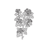 Hawthorn | Deciduous Plants Names