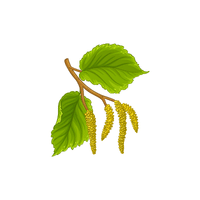 Hazel | Climbing Plants Names