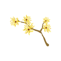 Hazel | Deciduous Plants Names