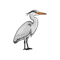 Heron