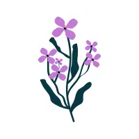 Hesperis